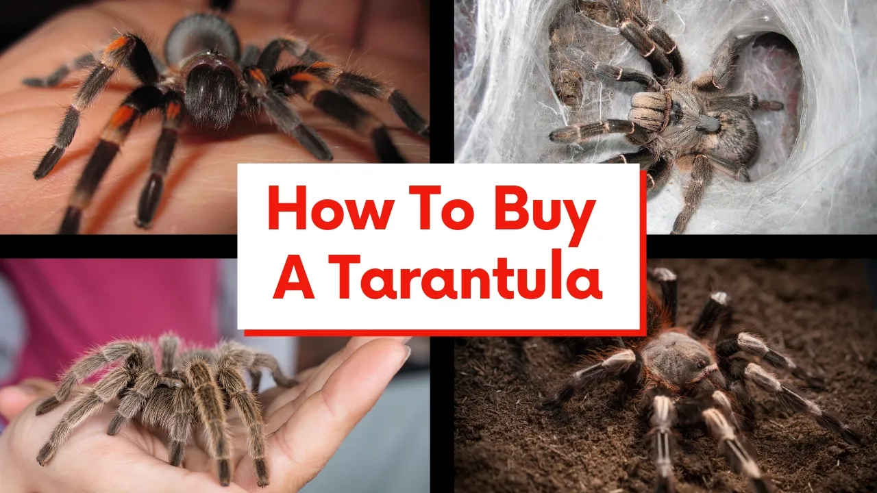 18346 tarantula red knee