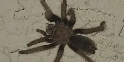 /img/18347-baby-tarantula-growth.webp
