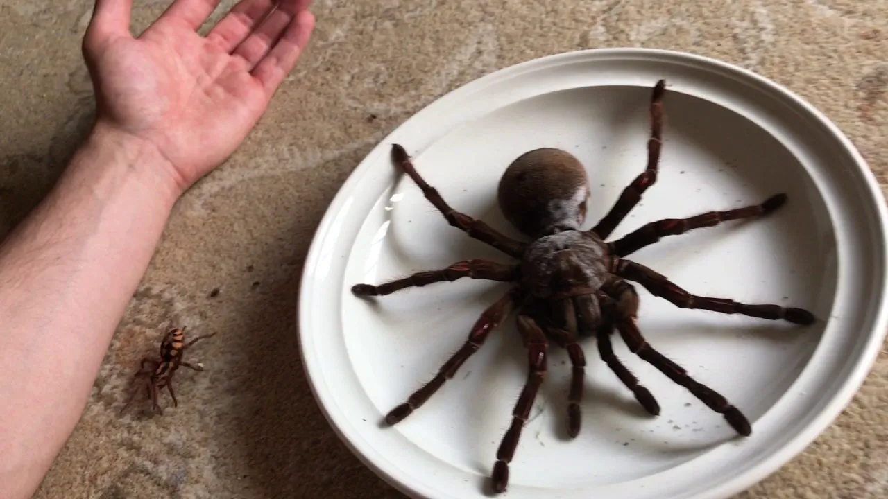 18347 tarantula handling