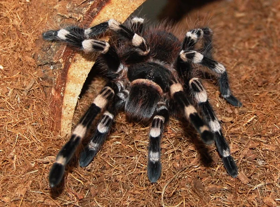 18350 white knee tarantula feeding