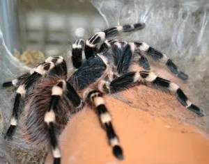18350 white knee tarantula female