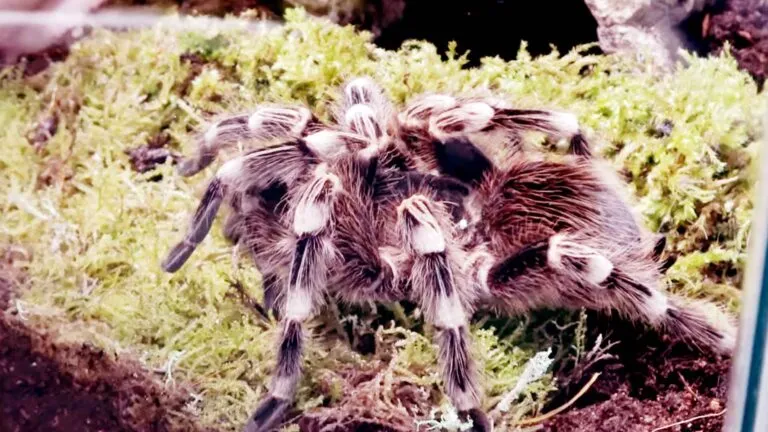 /img/18350-white-knee-tarantula-molting.webp