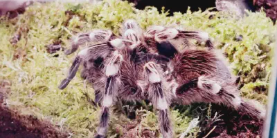 /img/18350-white-knee-tarantula-molting.webp