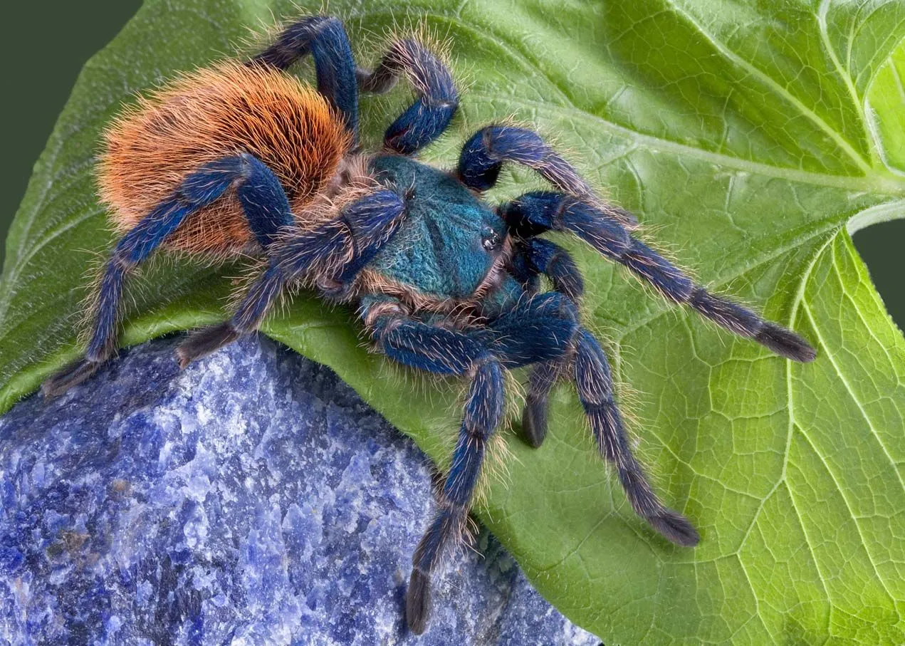 18351 blue tarantula close up
