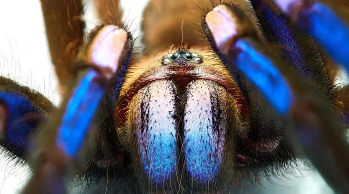 /img/18351-blue-tarantula-enclosure.webp
