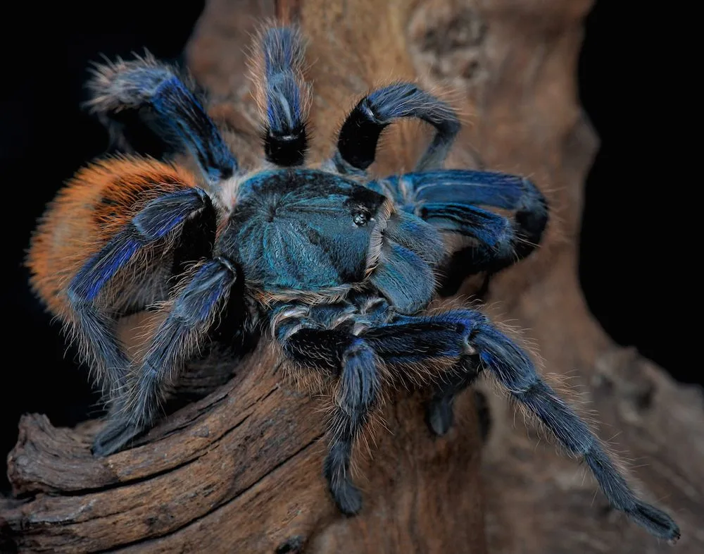 18351 blue tarantula feeding