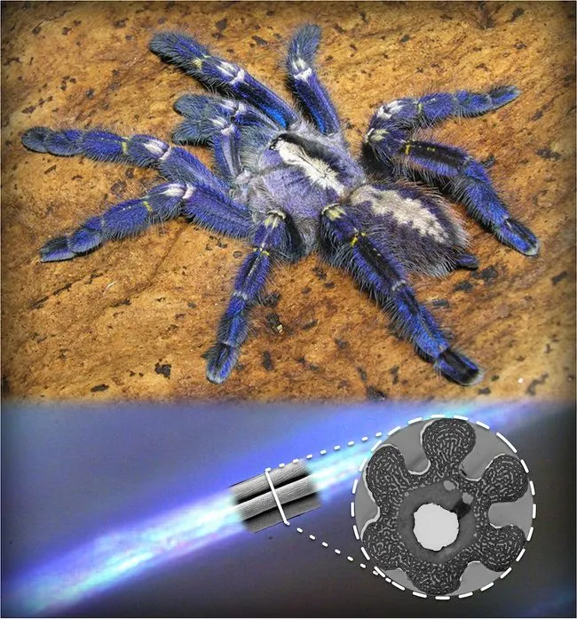 18351 blue tarantula molting