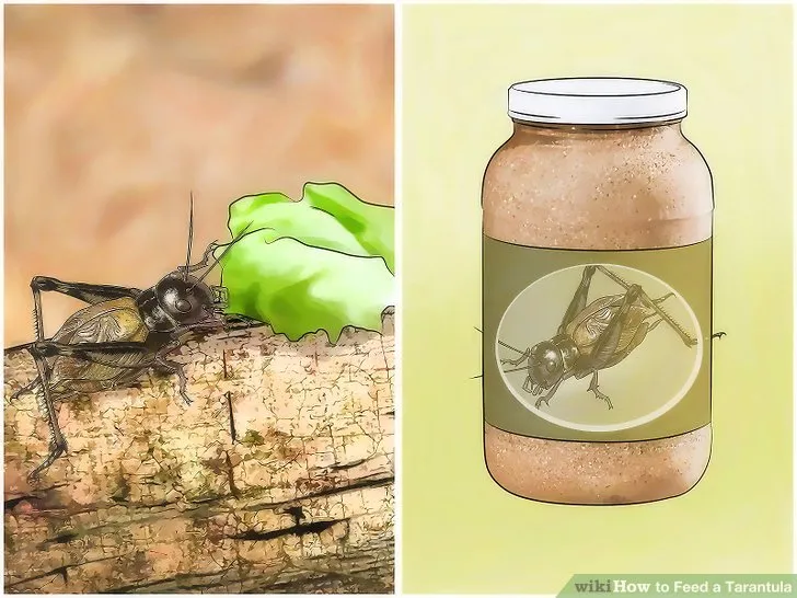 18352 tarantula spiderling feeding