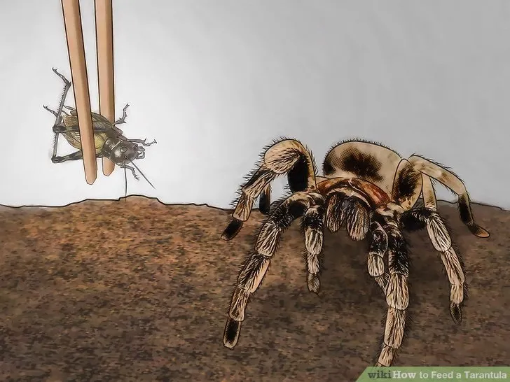 18352 tarantula spiderling handling