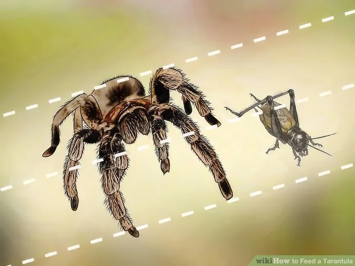 18352 tarantula spiderling prey alive