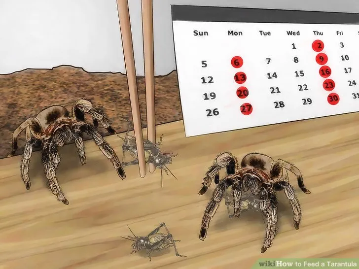 18352 tarantula spiderling prey size