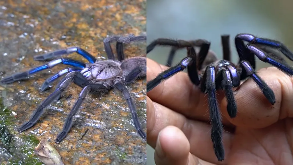 18354 blue tarantula feeding