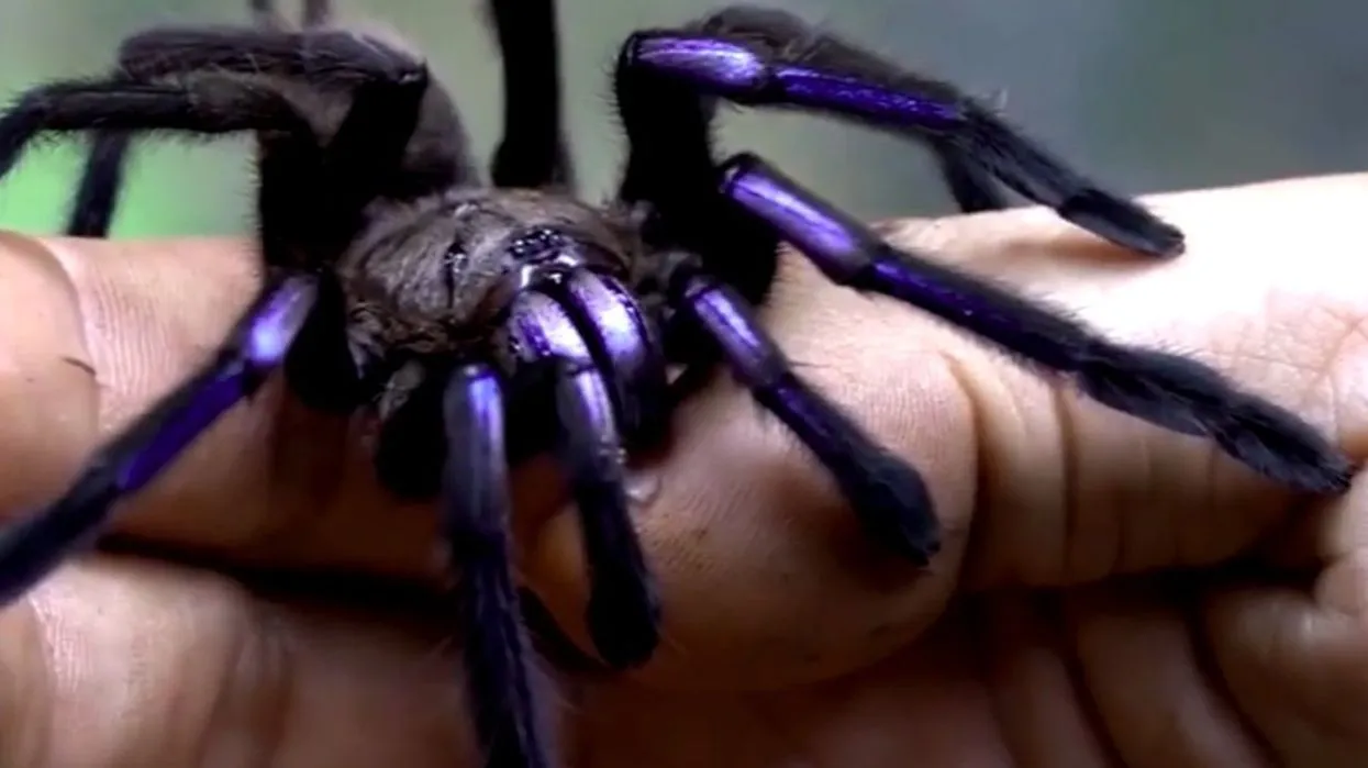 18354 new blue tarantula close up