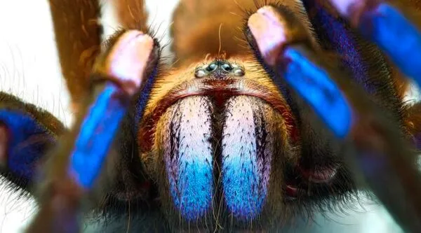 18354 new blue tarantula conservation