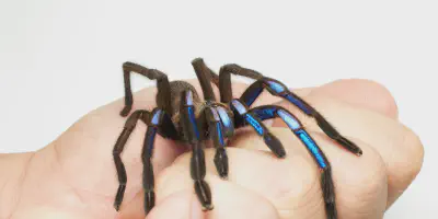 /img/18354-new-blue-tarantula-handling.webp