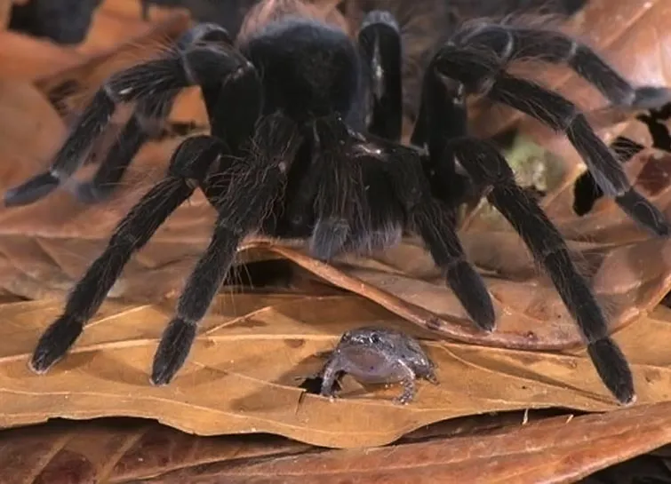 18356 frog characteristics