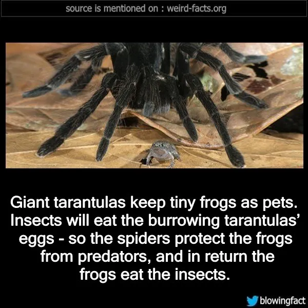 18356 safe terrarium setup