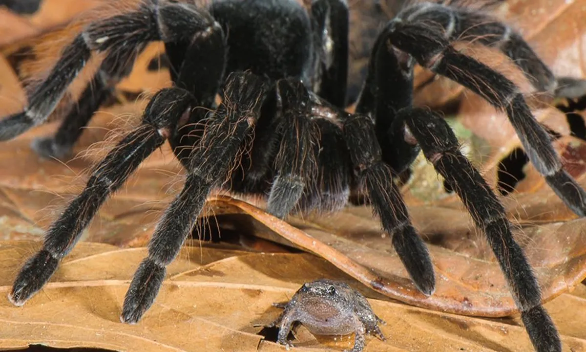 18356 tarantula characteristics