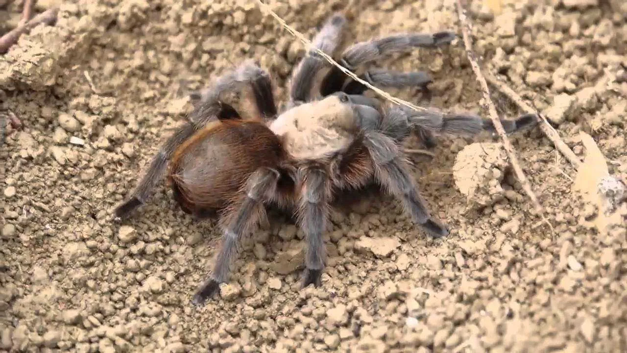 18356 tarantula feeding
