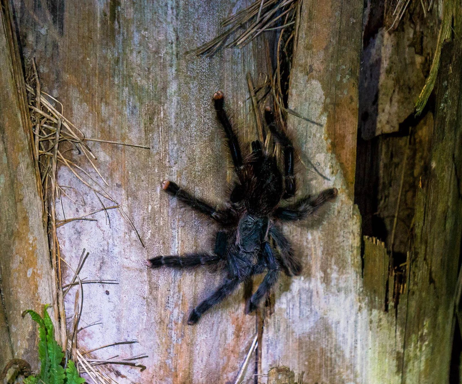/img/18357-jungle-tarantula-conservation.webp