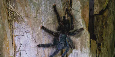 /img/18357-jungle-tarantula-conservation.webp