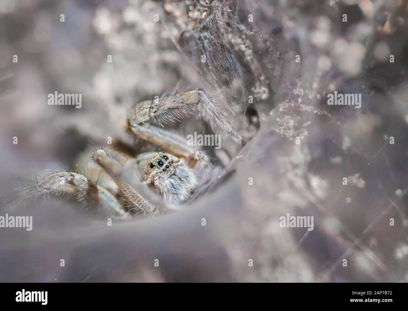 18357 jungle tarantula defensive pose