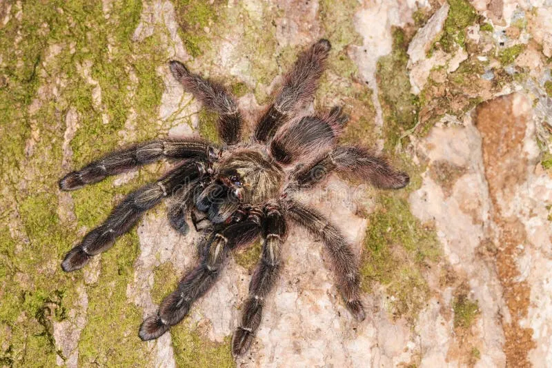 18357 jungle tarantula feeding