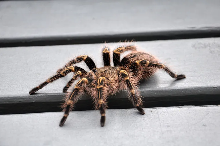 18357 jungle tarantula overview