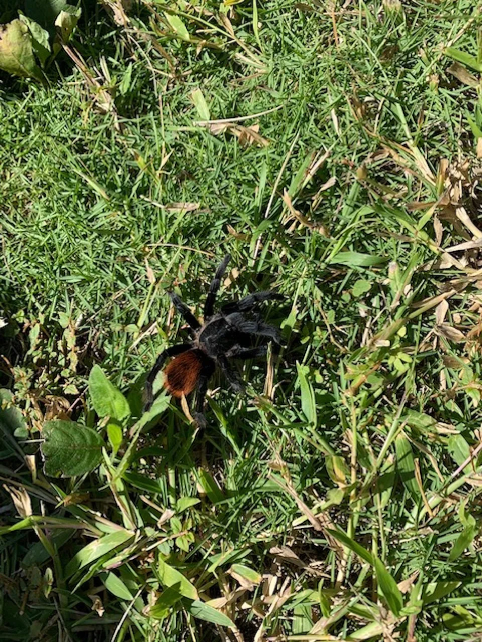 18357 jungle tarantula size comparison