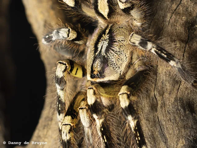 18358 handling tarantula safely