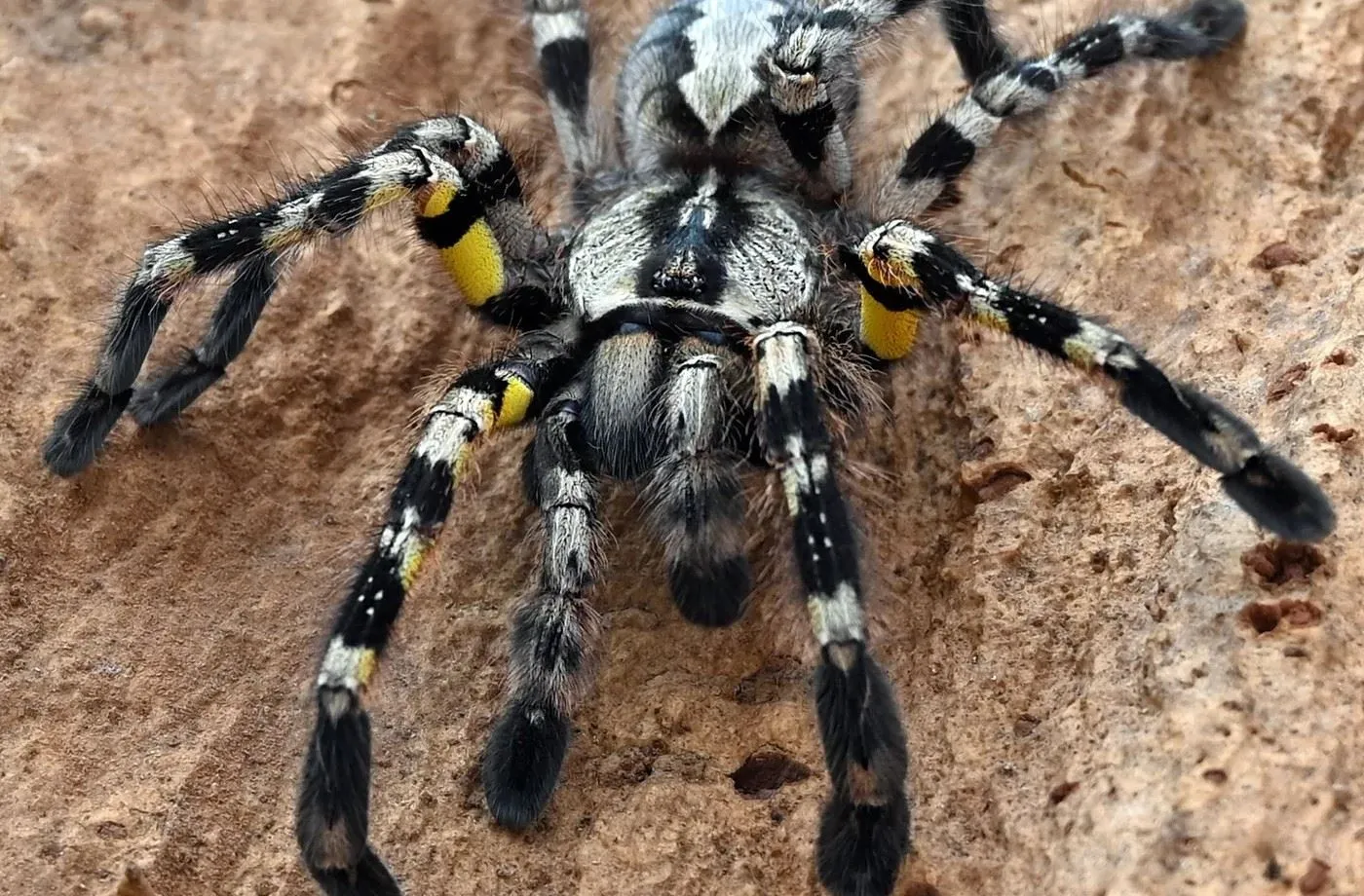 18358 ornamental tarantula bite
