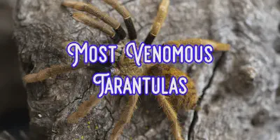 /img/18358-tarantula-bite-prevention.webp