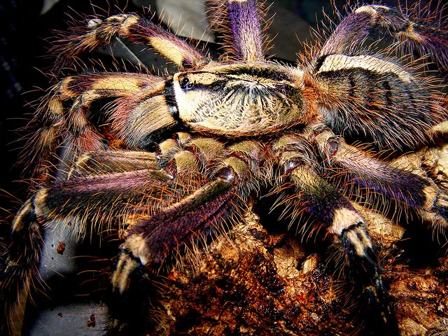 18358 tarantula fangs