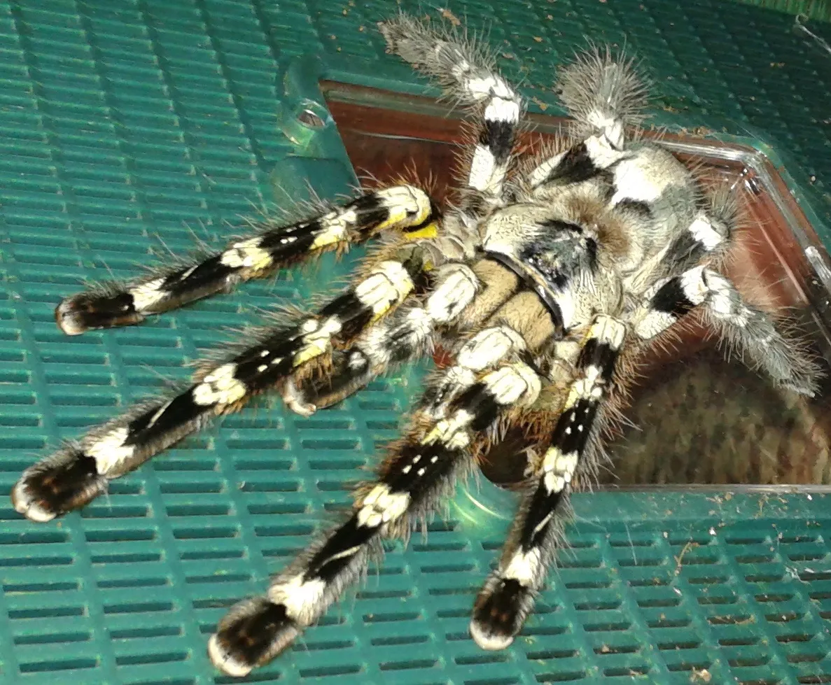 18358 tarantula species