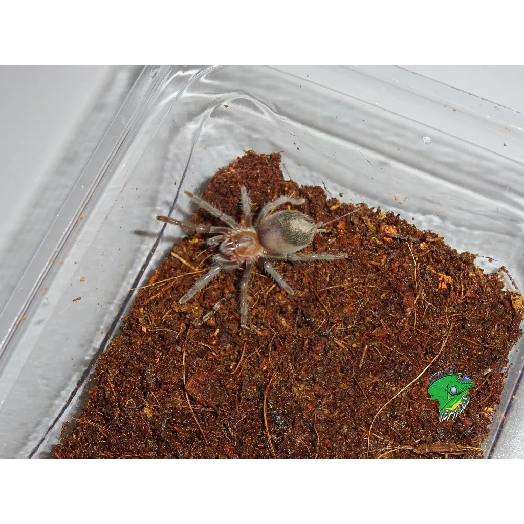 18359 healthy tarantula