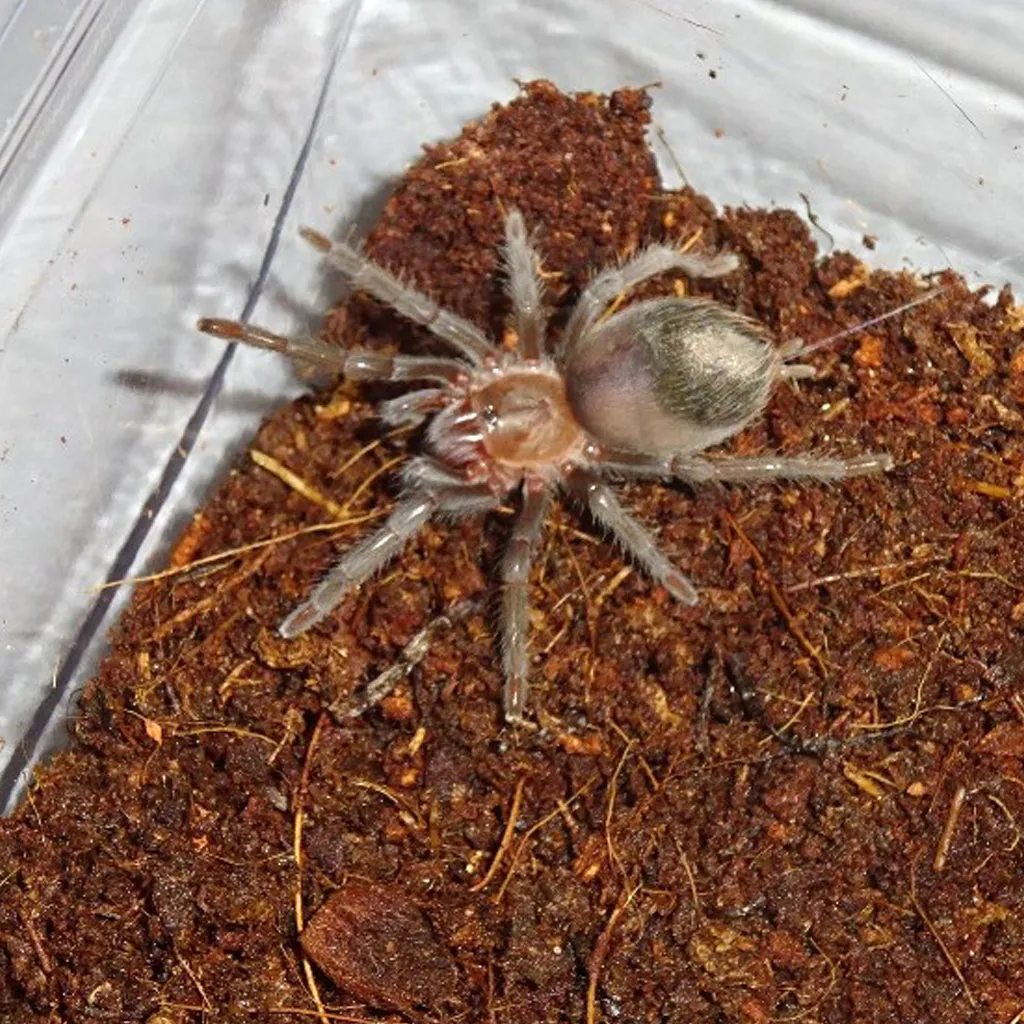 18359 mexican black velvet tarantula close up