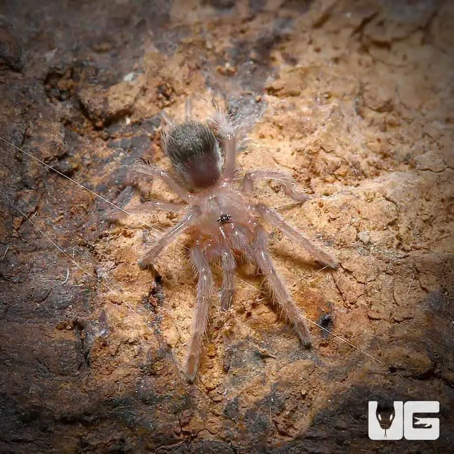 18359 mexican black velvet tarantula overview