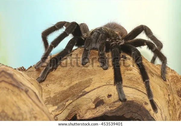 /img/18359-tarantula-cost-comparison.webp