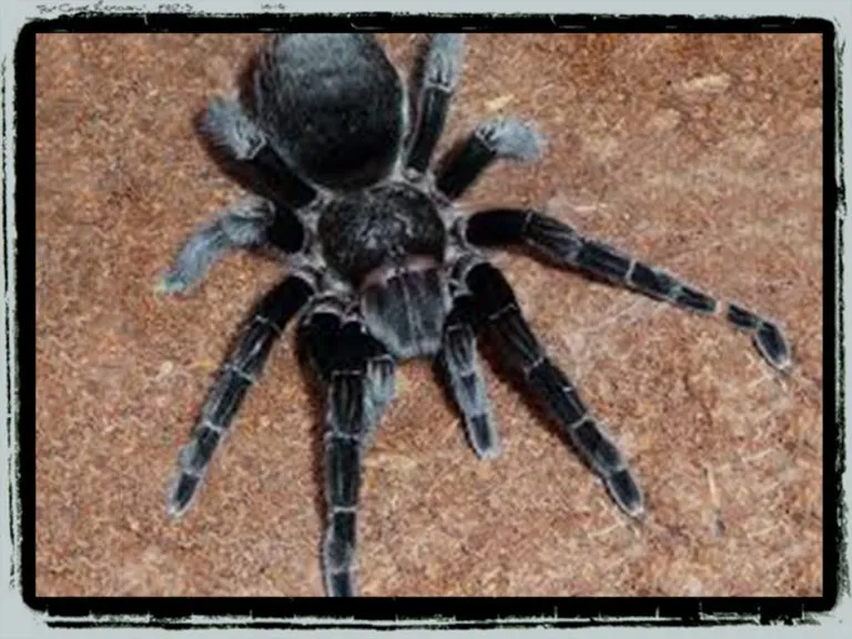 18359 tarantula handling