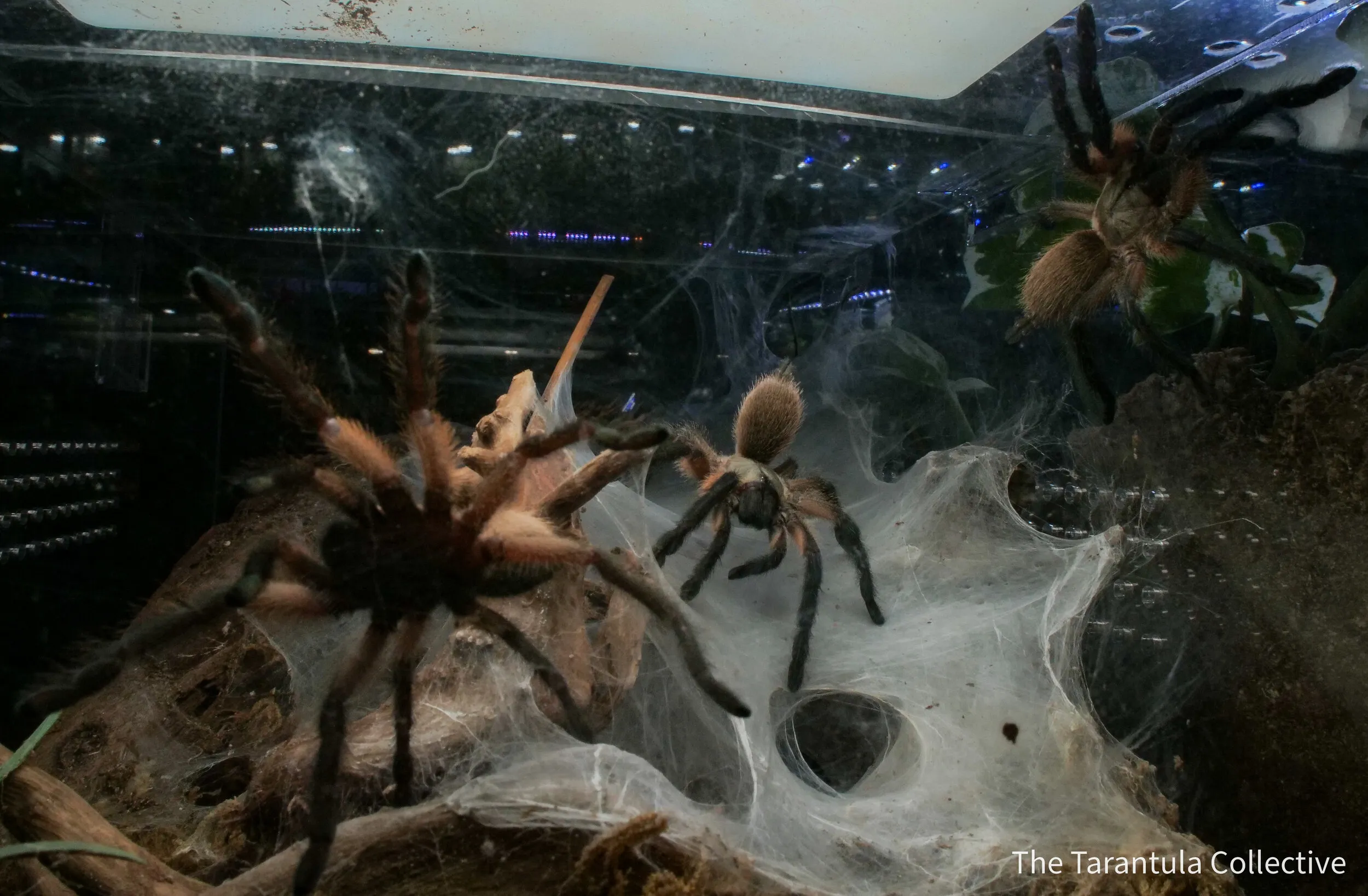 18361 tarantula breeders booth