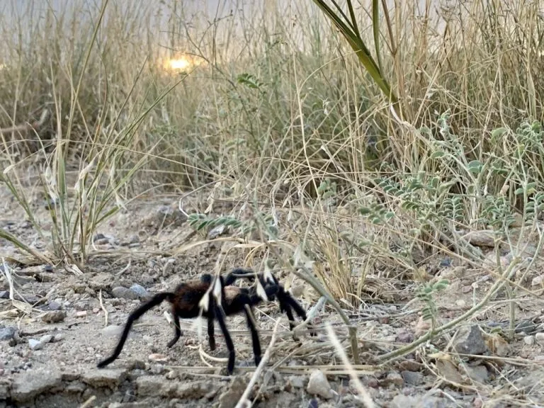 18361 tarantula care workshop
