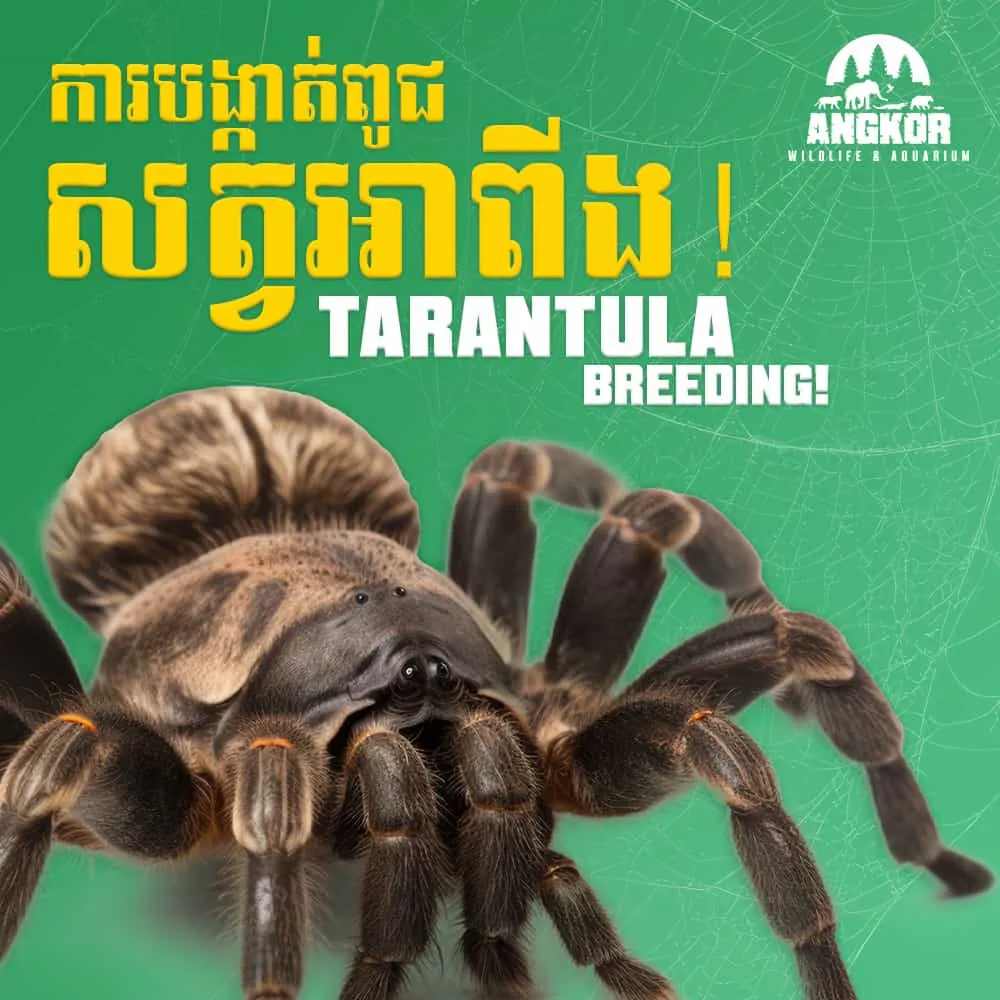 18361 tarantula convention souvenirs