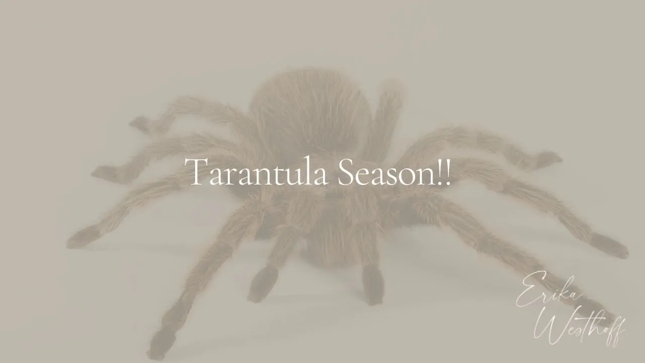 18361 tarantula enthusiast networking