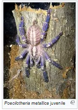 18361 tarantula species display