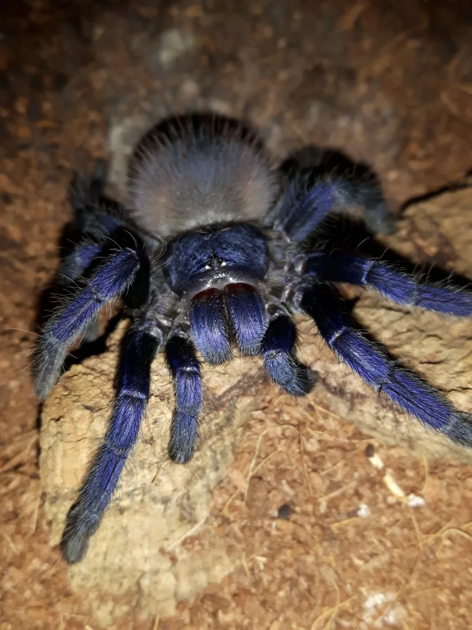 18363 blue tarantula closeup