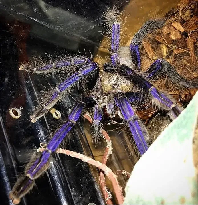 /img/18363-blue-tarantula-conservation.webp
