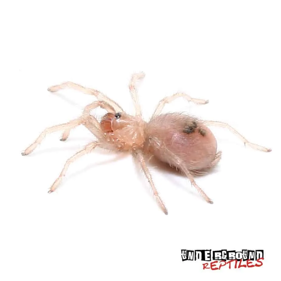 18363 blue tarantula defensive stance