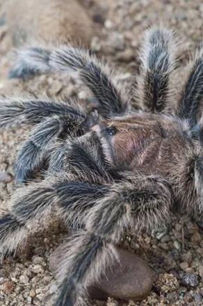 18364 fire tarantula behavior