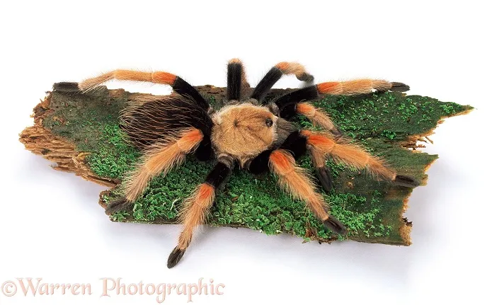 18364 fire tarantula feeding