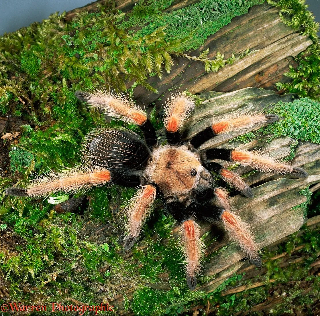 18364 fire tarantula habitat